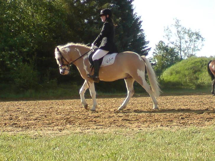 Anden særlig race Bailey  - på opvarmningen til stævne  billede 12