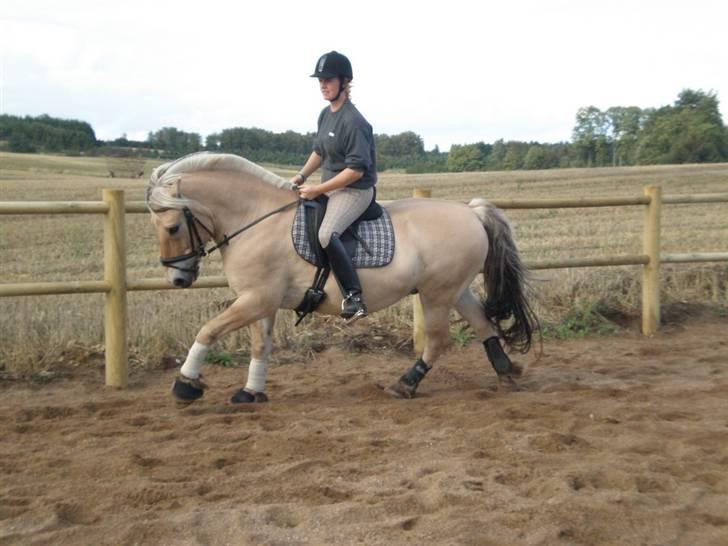 Fjordhest Per billede 14