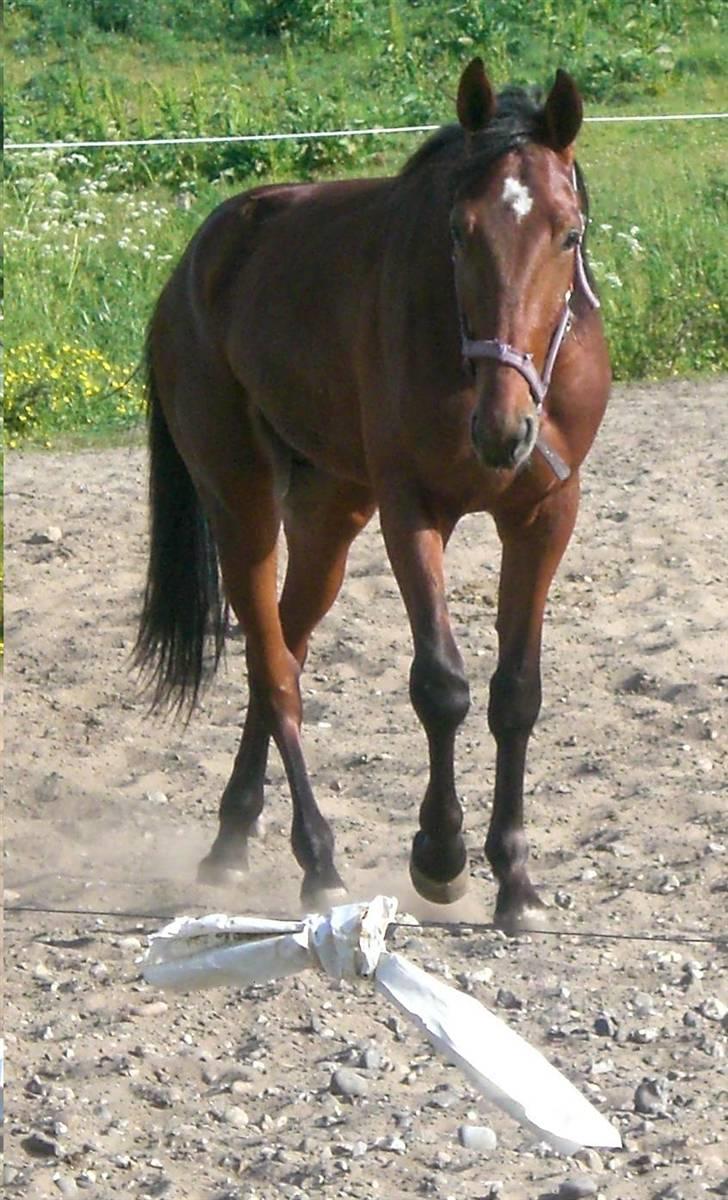 Traver - Odin Å - 8: "Hvad står du og glor på?" <3 billede 8