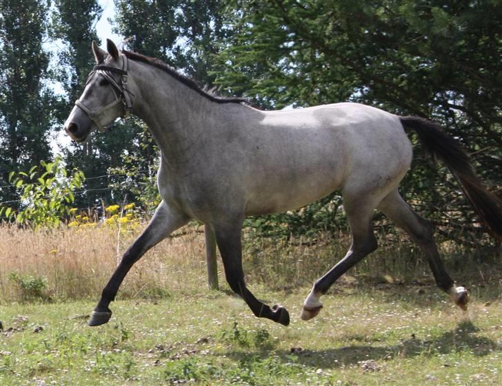 Trakehner Princessa - - Princessa billede 1