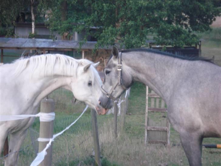Trakehner Princessa - Da hun ankom, hilser på min connemara (; billede 2