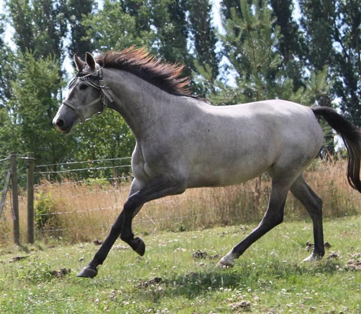 Trakehner Princessa - på folden august 08 billede 3