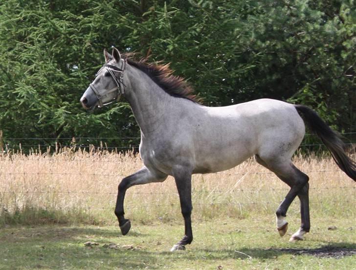 Trakehner Princessa - på folden august 08 billede 4