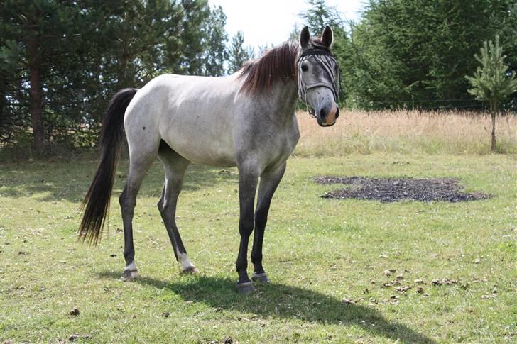 Trakehner Princessa - på folden august 08 billede 5