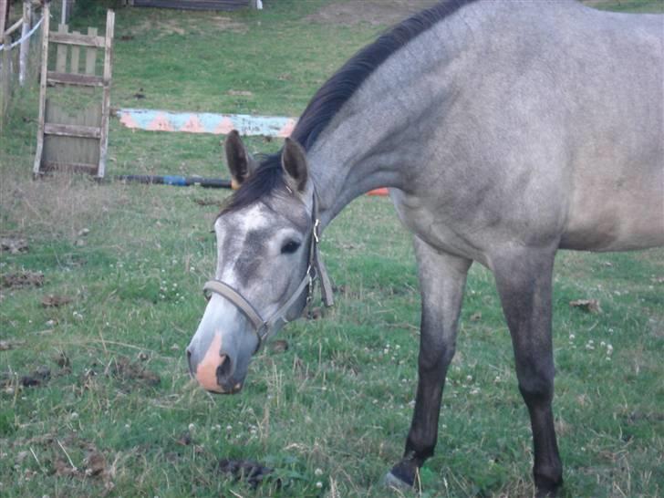 Trakehner Princessa billede 7