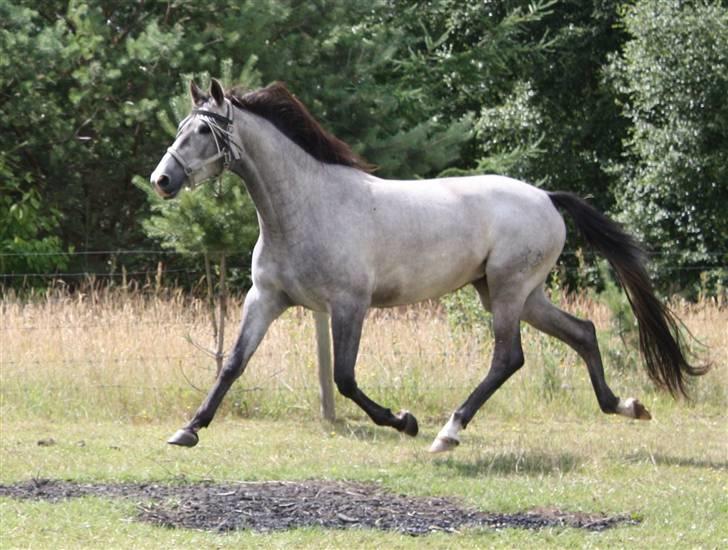 Trakehner Princessa billede 8