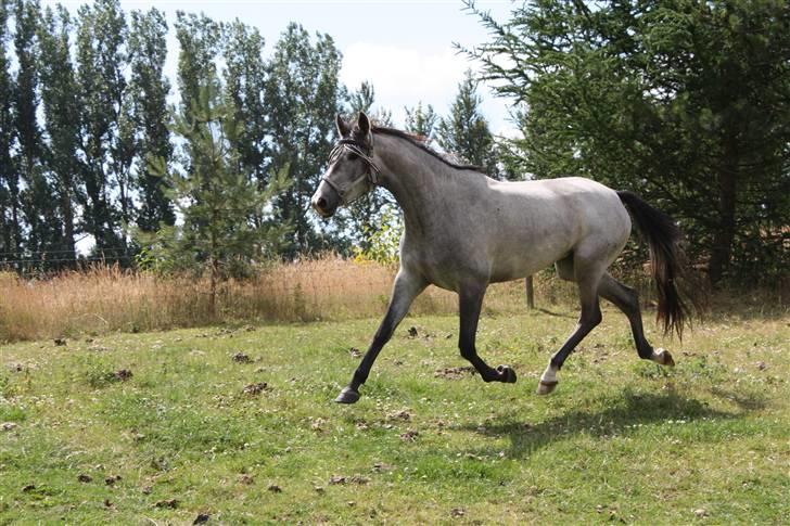 Trakehner Princessa billede 9