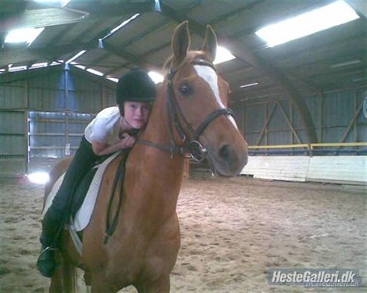 Sportsaraber (A) Misty billede 1
