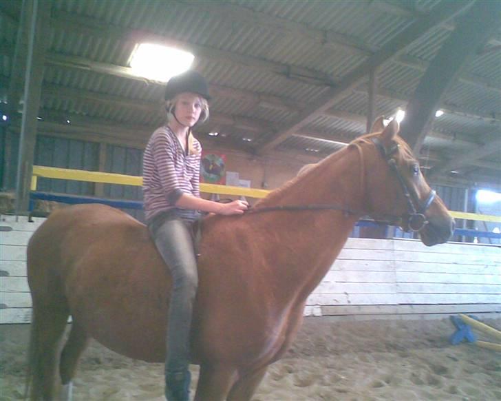 Sportsaraber (A) Misty billede 2