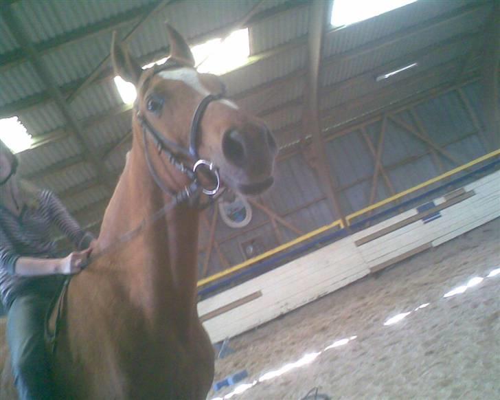 Sportsaraber (A) Misty billede 6
