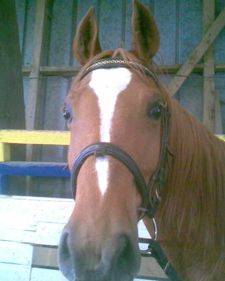 Sportsaraber (A) Misty billede 8