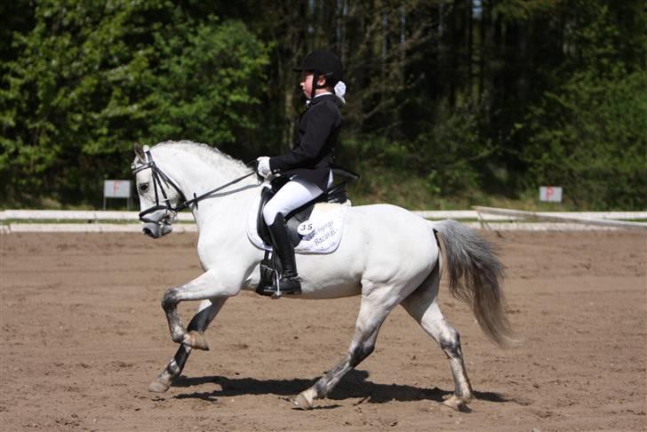 Welsh Pony (sec B) Skovbjergs Bacardi billede 20
