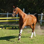 Dansk Varmblod Makay