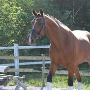 Dansk Varmblod Makay