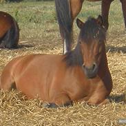 Anden særlig race Max [ELEVPONY] Red