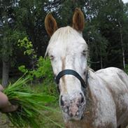 Anden særlig race Golden Star (solgt)