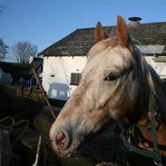 Anden særlig race Golden Star (solgt)