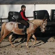 Anden særlig race Golden Star (solgt)