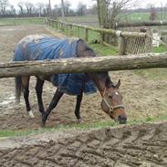 Dansk Varmblod Casanova 'RIP