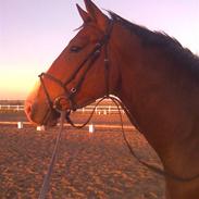 Dansk Varmblod Tiamo