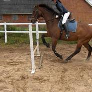 Anden særlig race Hektor<3 (Plejehjem)