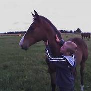 Dansk Varmblod Tiamo