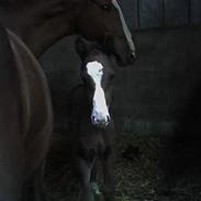 Dansk Varmblod Tiamo