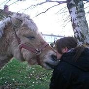 Fjordhest Tulle min gamle hest