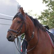 Anden særlig race cheval