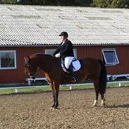 Anden særlig race cheval