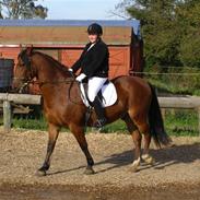 Anden særlig race cheval