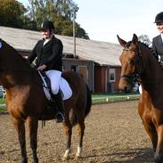 Anden særlig race cheval