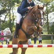 Tysk Sportspony Breitling 