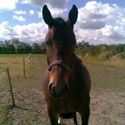 Oldenborg Tofteløkkens Gina