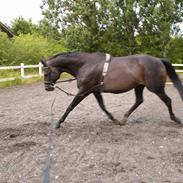 Fuldblod (XX) Laguna xx