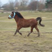 Anden særlig race Filur...