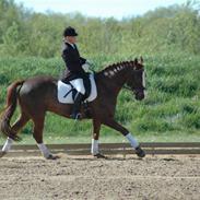 Anden særlig race Kashmir (solgt)