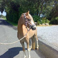 Welsh Pony (sec B) Allégaardens Finess SOLGT