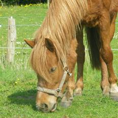 Welsh Pony af Cob-type (sec C) søndergaardens mini lix 