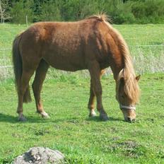 Welsh Pony af Cob-type (sec C) søndergaardens mini lix 