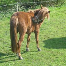 Welsh Pony af Cob-type (sec C) søndergaardens mini lix 