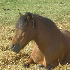 Anden særlig race Max [ELEVPONY] Red