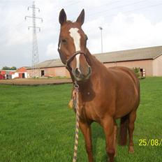 Dansk Varmblod Premira Pride * Himmelhest* <3