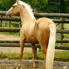 Palomino Kvolsbæk's Don DaVinci