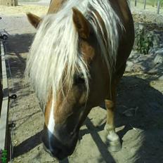 Haflinger Frida
