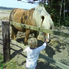 Haflinger Frida