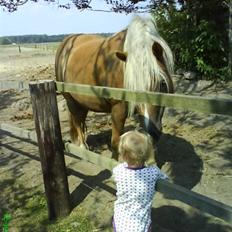 Haflinger Frida