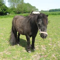 Shetlænder Lotte