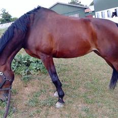 Anden særlig race Malpa  (SOLGT)