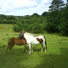 Anden særlig race Zindy
